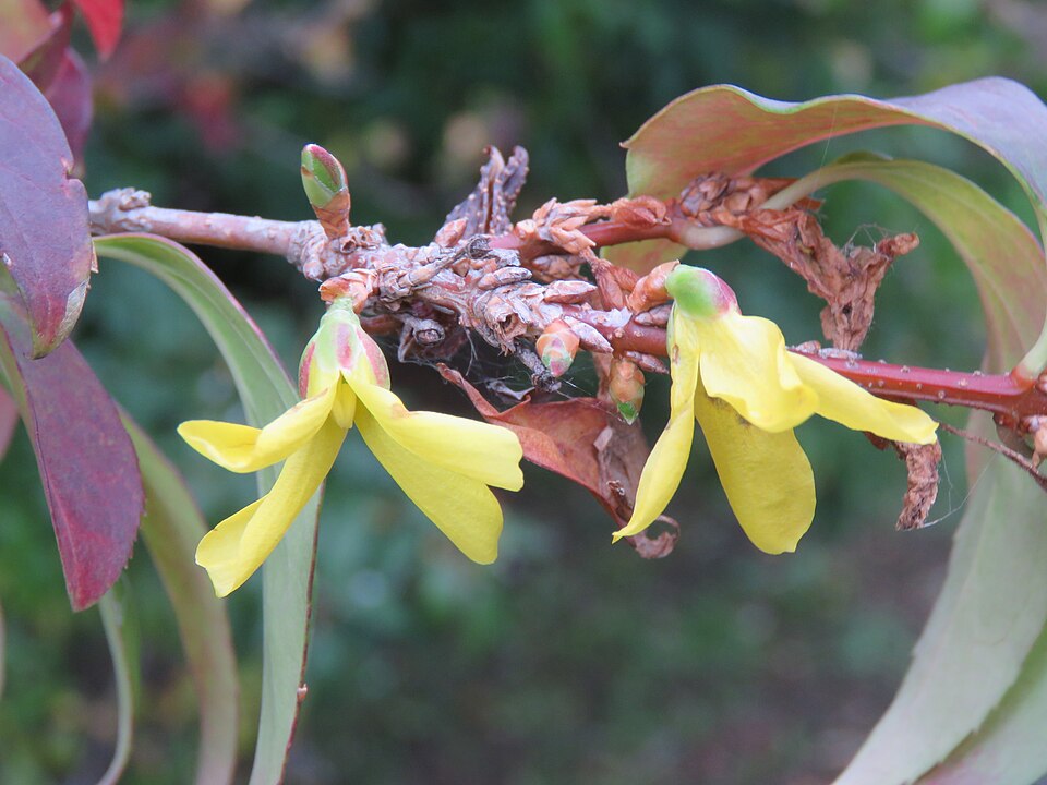Forsythia x intermedia (hybrid forsythia) (alternate view 7)