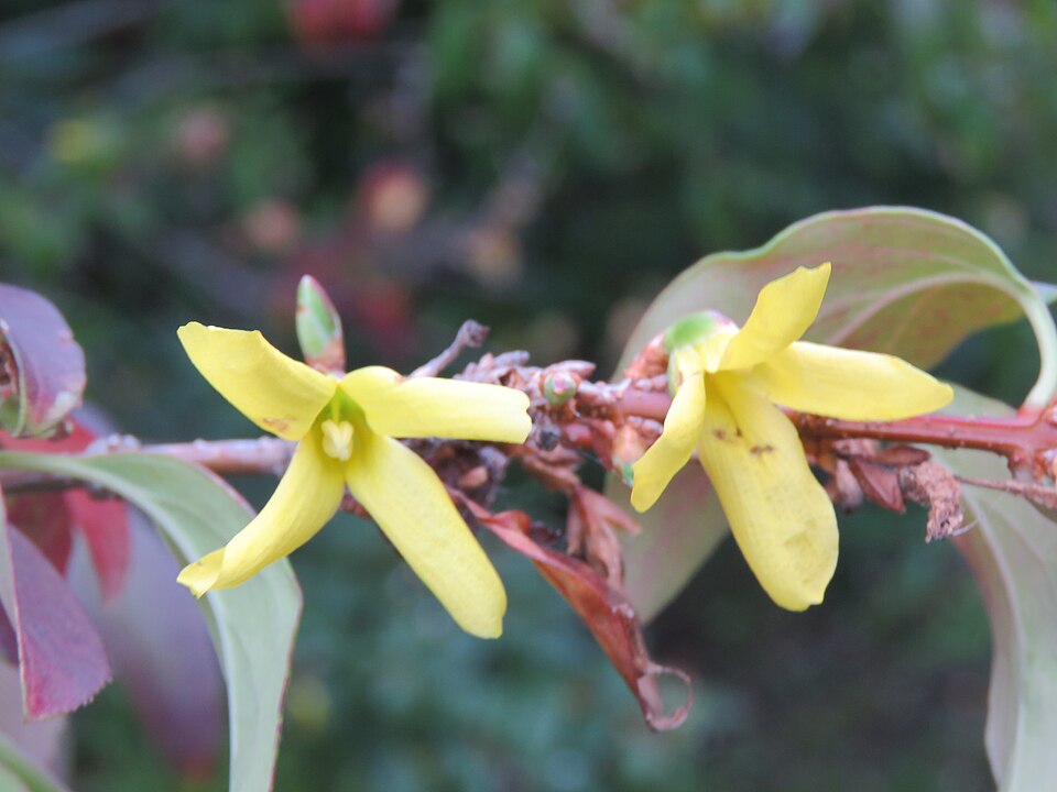 Forsythia x intermedia (hybrid forsythia) (alternate view 8)
