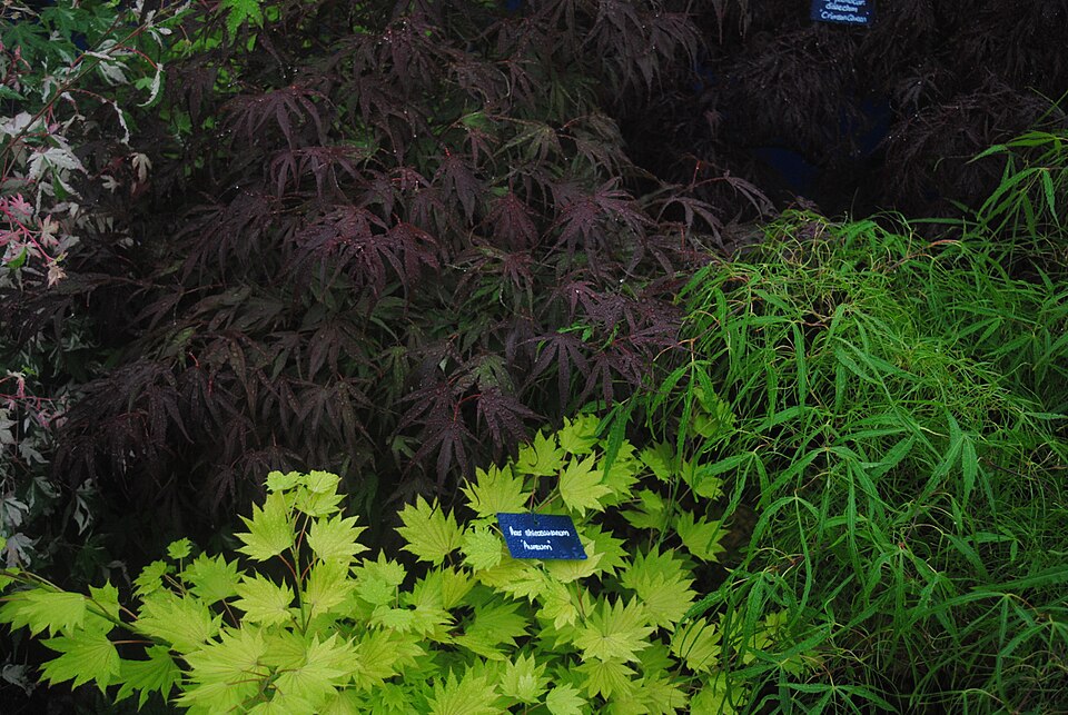 Acer shirasawanum 'Aureum' (Golden Full Moon Maple)