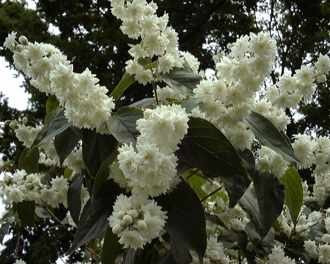 Deutzia scabra, Fuzzy deutzia — upright deciduous (Hydrangeaceae) (image 2 of 10)