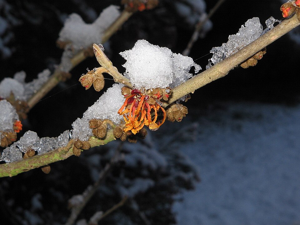 Hamamelis × intermedia 'Jelena' (Jelena Witch Hazel) (alternate view 2)