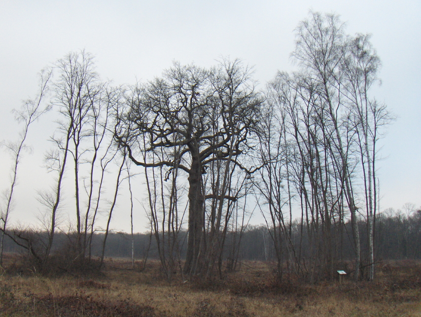 Quercus petraea (sessile oak)