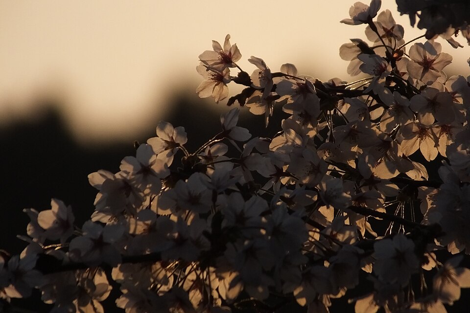 Prunus × yedoensis (Yoshino flowering cherry) (alternate view 7)