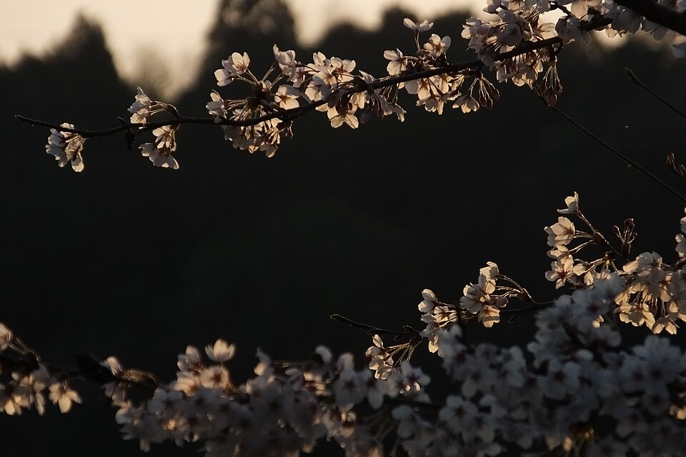 Prunus × yedoensis (Yoshino flowering cherry) (alternate view 8)