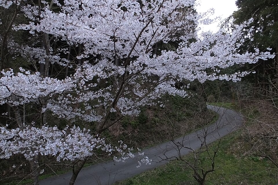 Prunus × yedoensis (Yoshino flowering cherry) (alternate view 9)