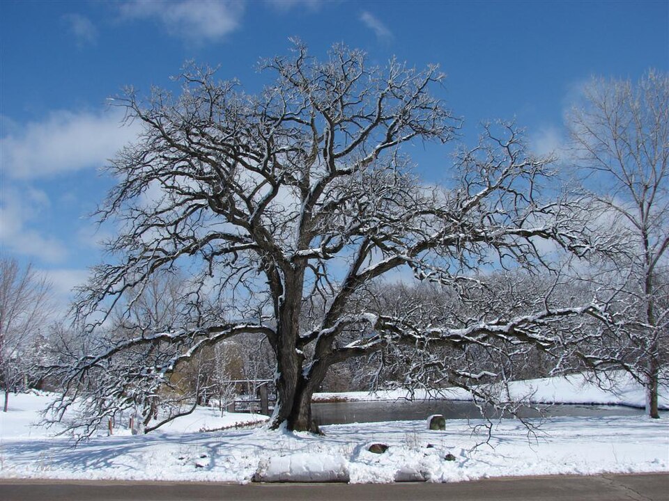 Quercus macrocarpa (Bur Oak)