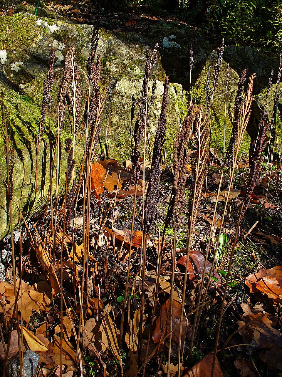 Onoclea sensibilis (sensitive fern)