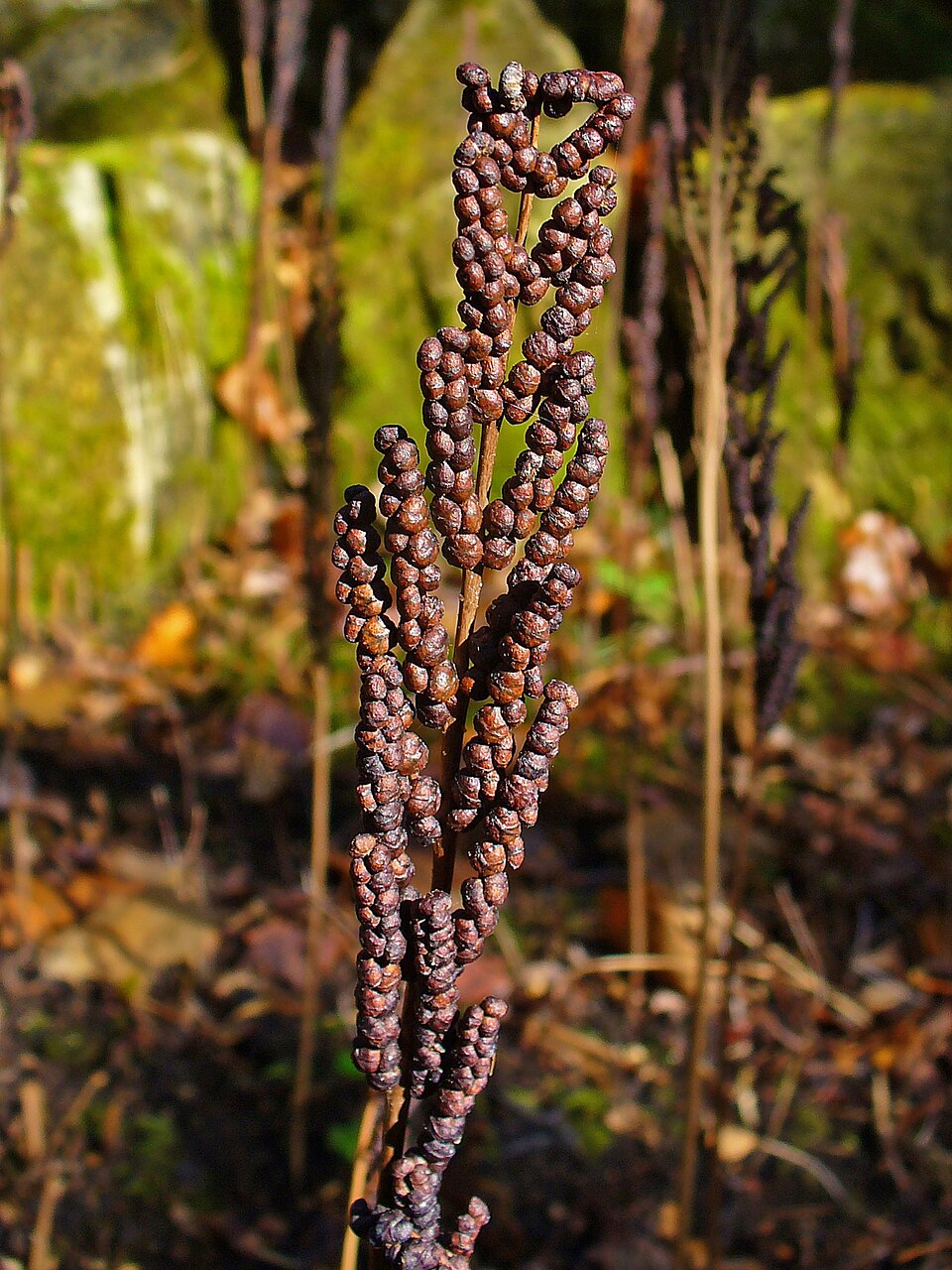 Onoclea sensibilis (sensitive fern)