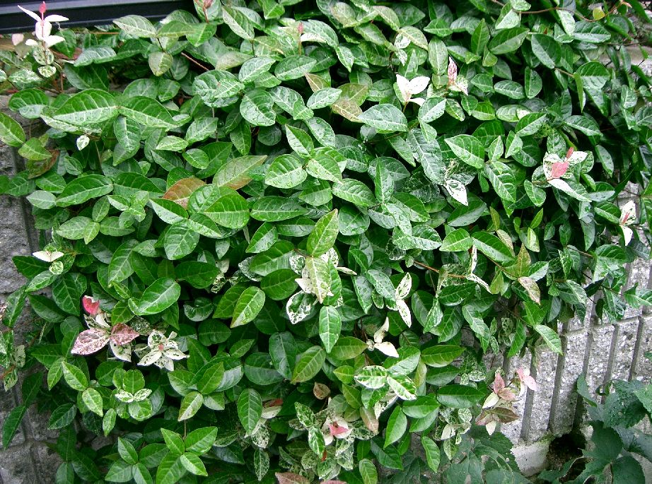 Trachelospermum asiaticum (Asiatic Jasmine) (alternate view 5)