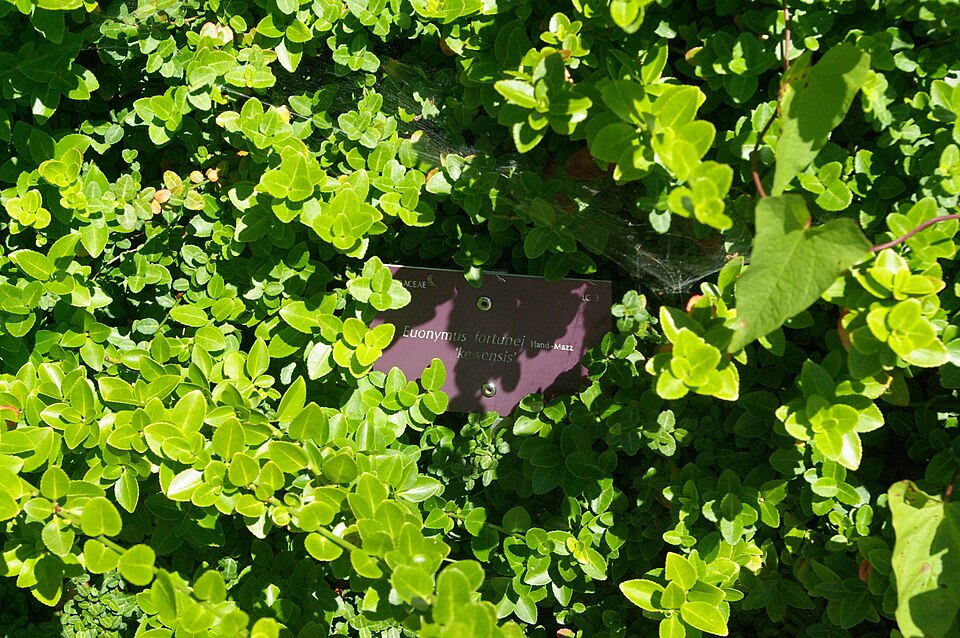 Euonymus fortunei 'Kewensis' (alternate view 2)