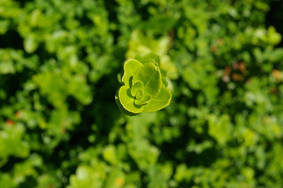 Euonymus fortunei 'Kewensis' (alternate view 3)