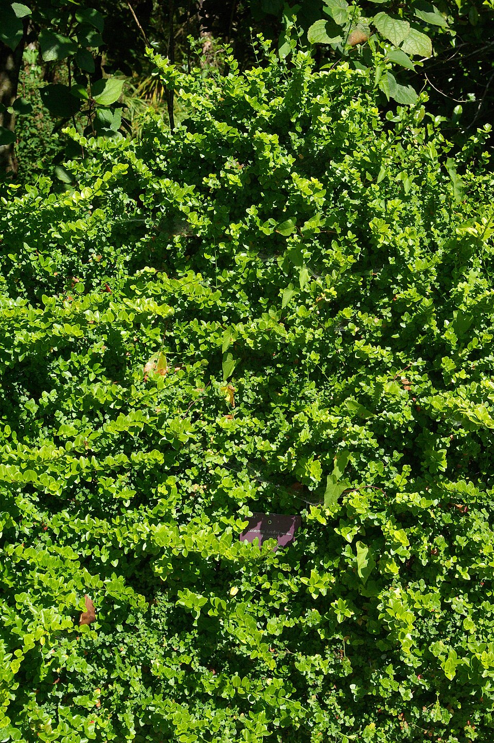 Euonymus fortunei 'Kewensis' (alternate view 4)