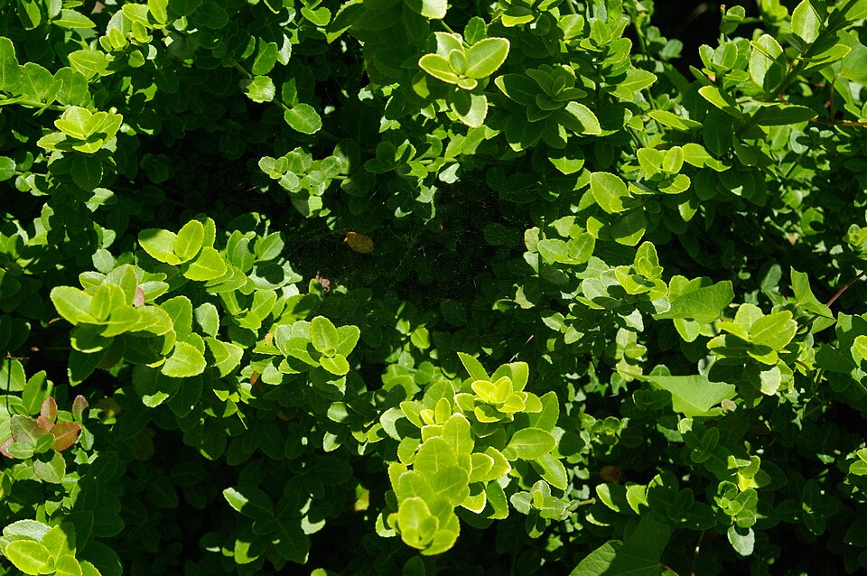 Euonymus fortunei 'Kewensis' (alternate view 5)