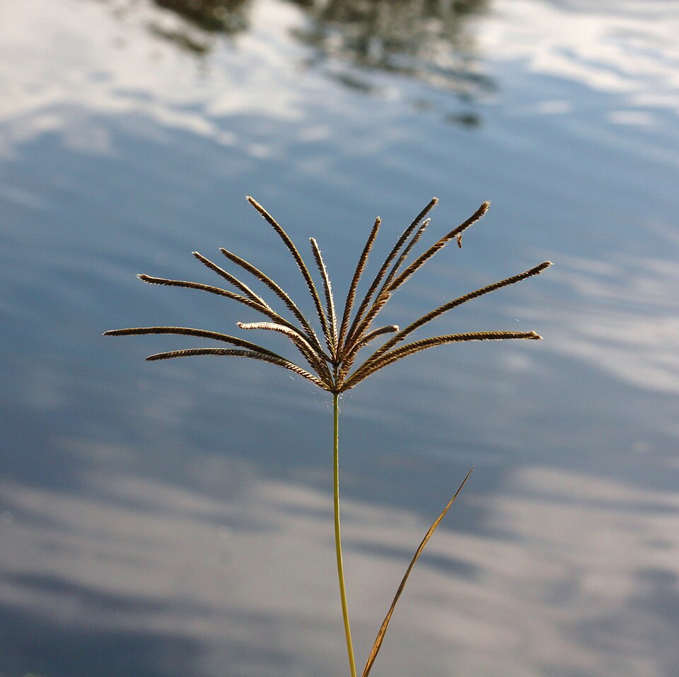 Chloris gayana (Rhodes Grass) (alternate view 3)