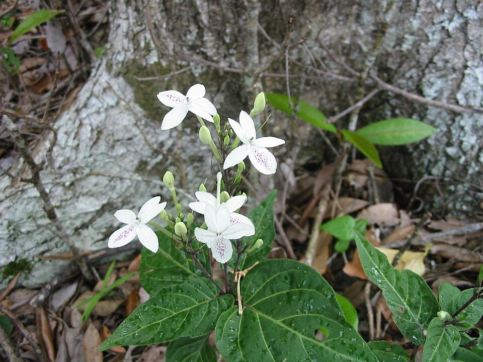 Pseuderanthemum variabile (Pastel Flower)