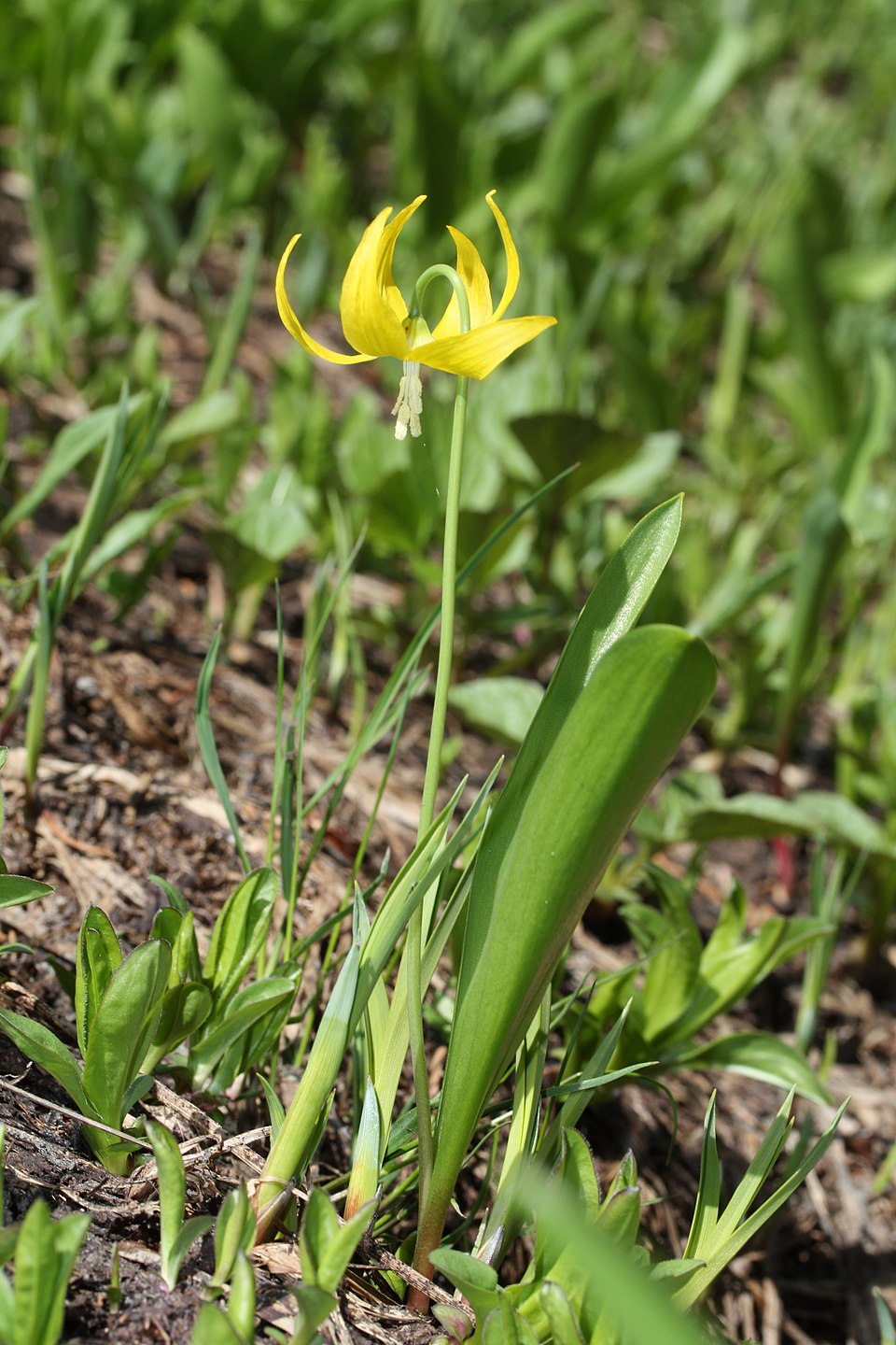 Erythronium grandiflorum (Glacier Lily) (alternate view 7)