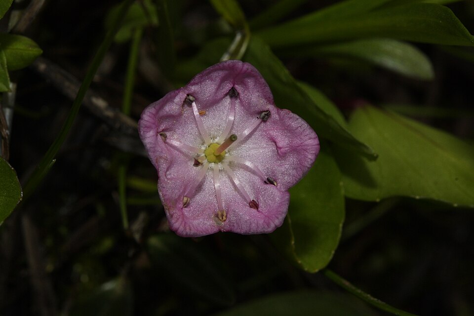 Kalmia microphylla (Western Bog Laurel) (alternate view 6)