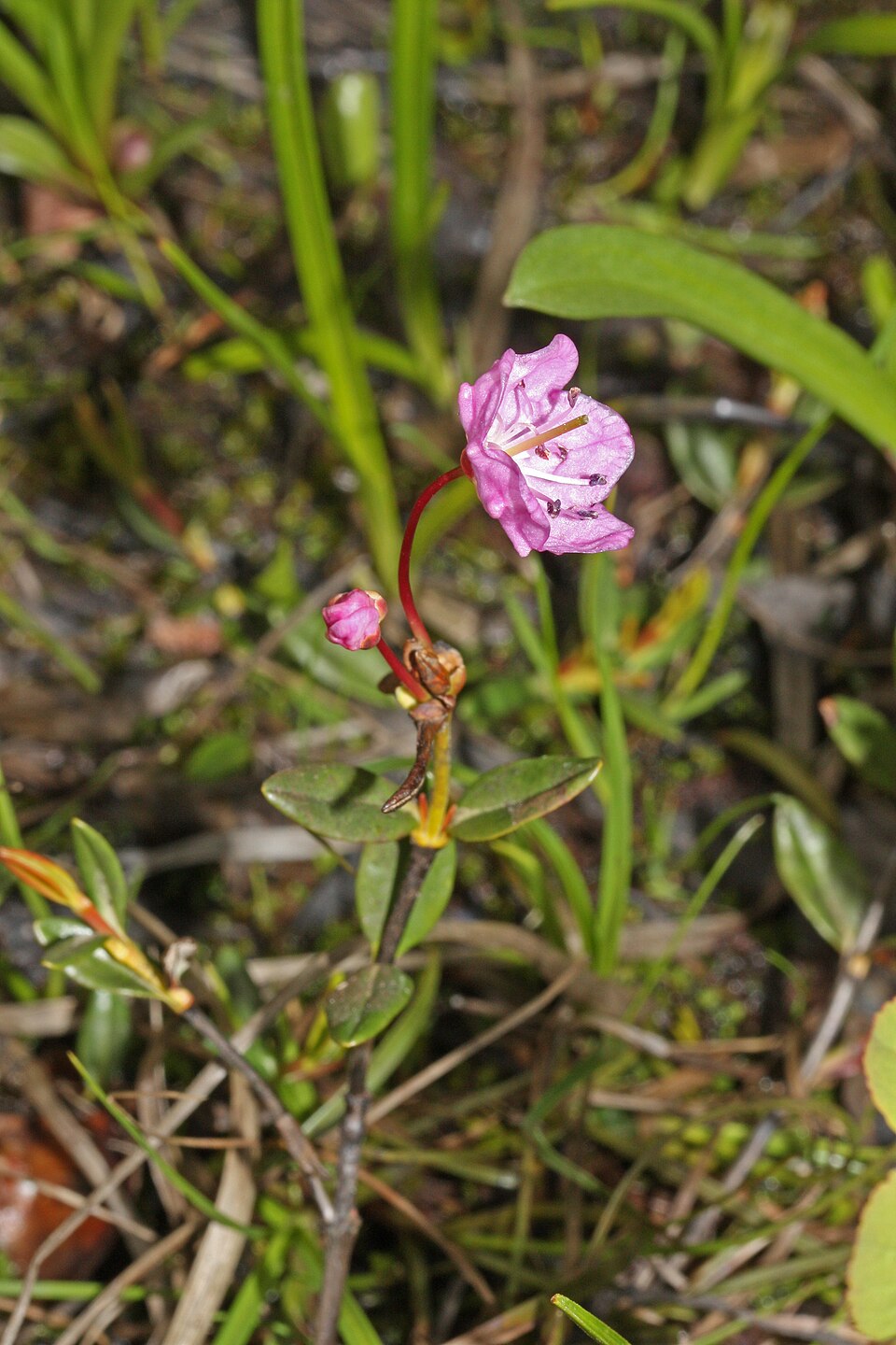 Kalmia microphylla (Western Bog Laurel) (alternate view 7)