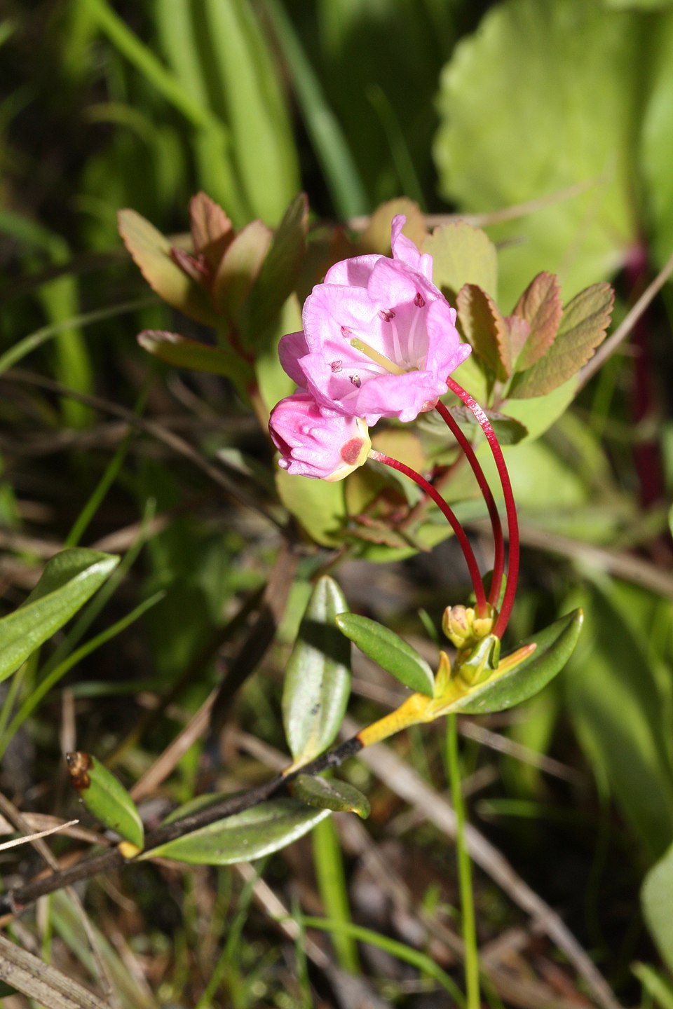 Kalmia microphylla (Western Bog Laurel) (alternate view 8)