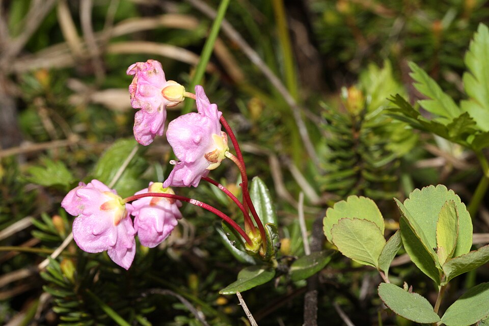 Kalmia microphylla (Western Bog Laurel) (alternate view 9)