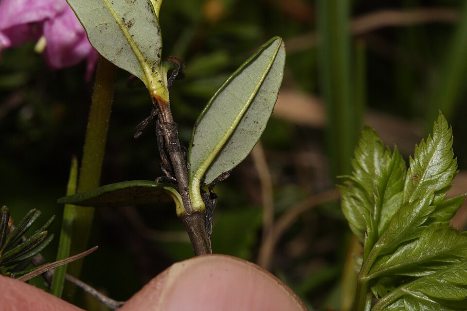 Kalmia microphylla (Western Bog Laurel) (alternate view 10)