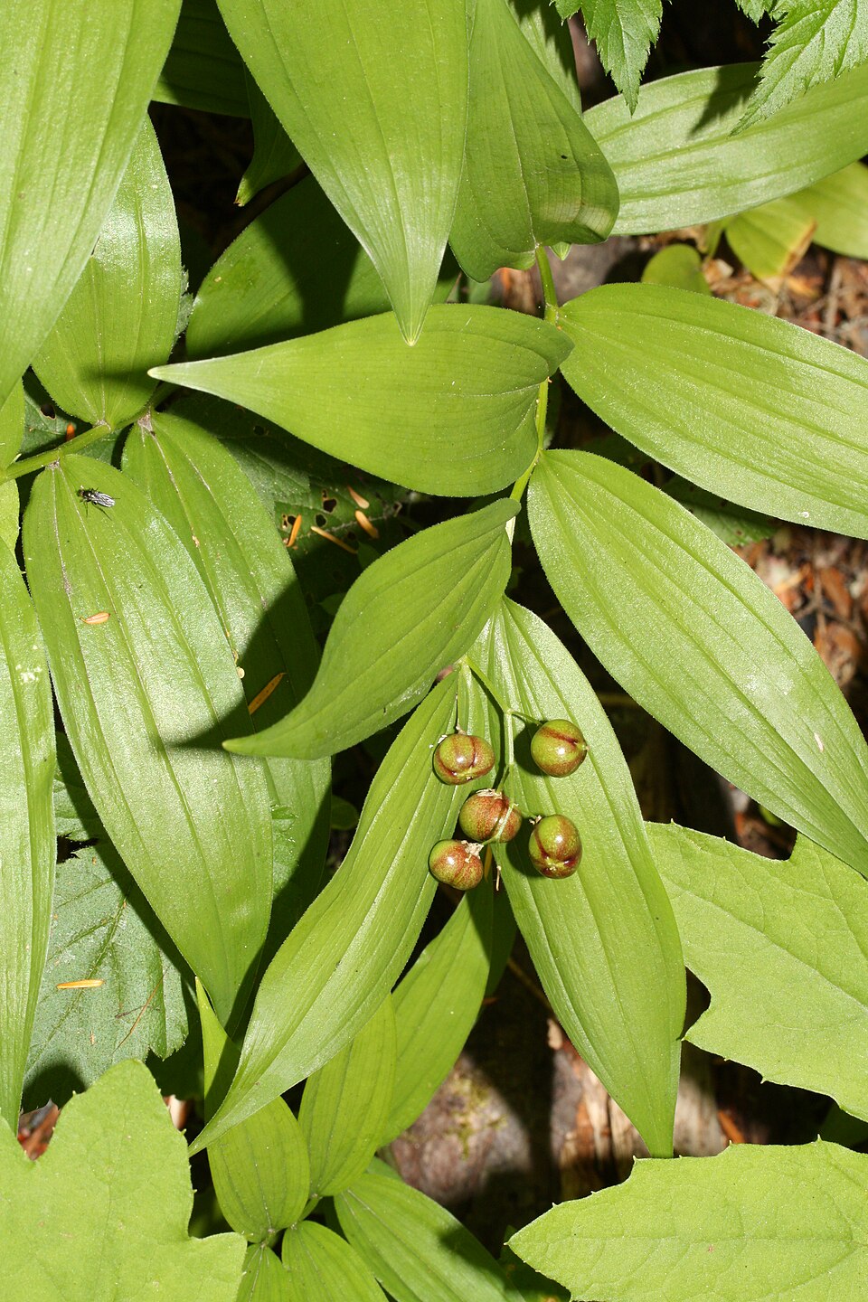 Maianthemum stellatum (star-flowered false Solomon's seal) (alternate view 7)
