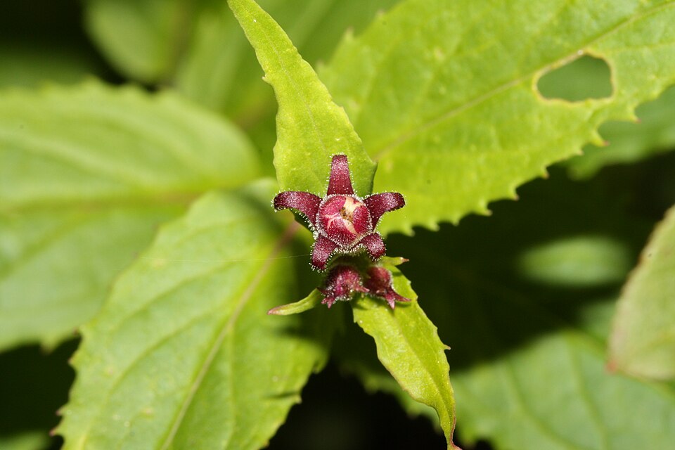 Nothochelone nemorosa (Woodland Beardtongue) (alternate view 6)