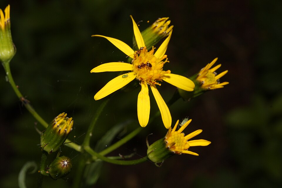Senecio triangularis (Arrowleaf Senecio) (alternate view 10)