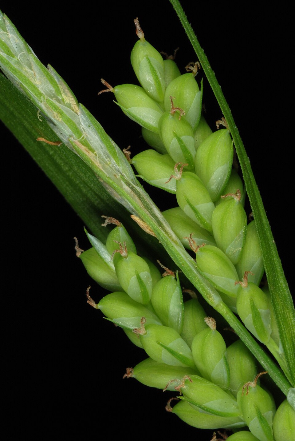 Carex blanda (eastern woodland sedge) (alternate view 6)