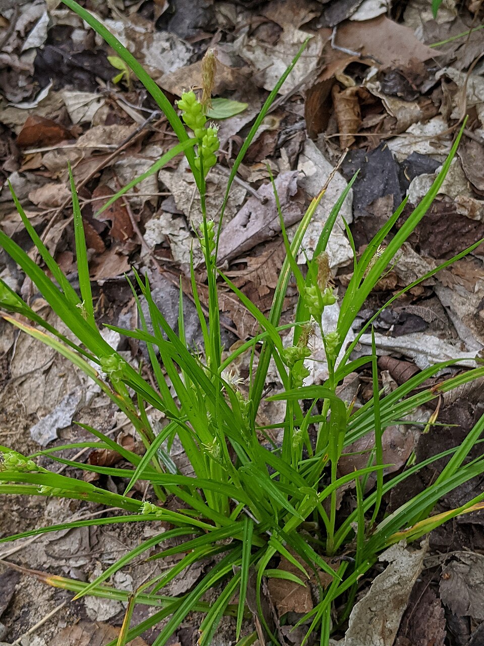 Carex blanda (eastern woodland sedge) (alternate view 7)