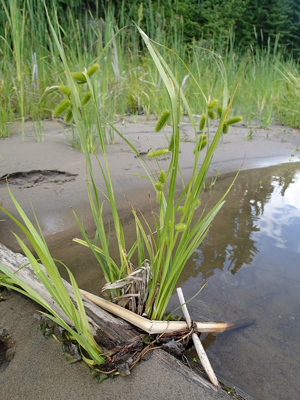 Carex comosa (Longhair Sedge) (alternate view 7)