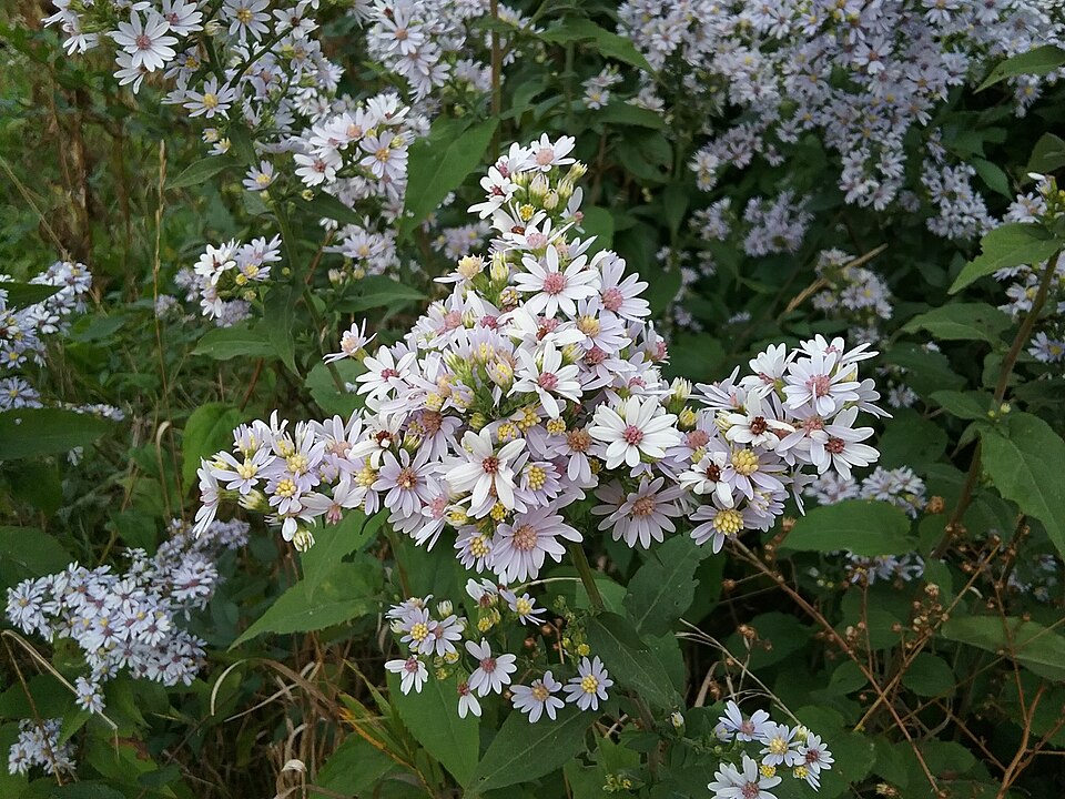 Symphyotrichum drummondii (Drummond's aster)