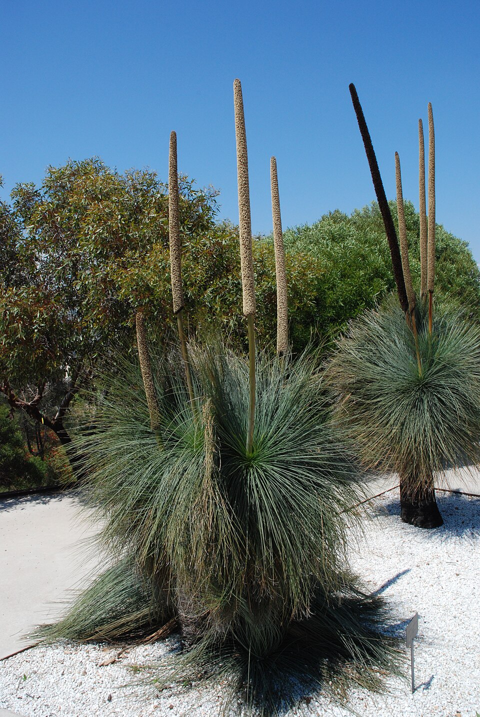 Xanthorrhoea glauca (Queensland Grasstree) (alternate view 5)