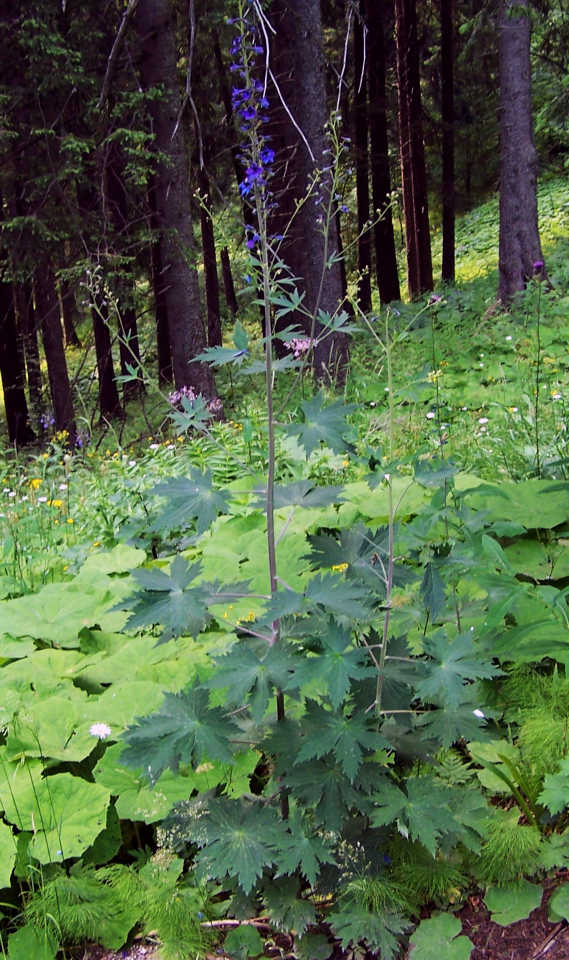 Delphinium elatum, Candle larkspur — upright deciduous (Ranunculaceae) (image 7 of 9)