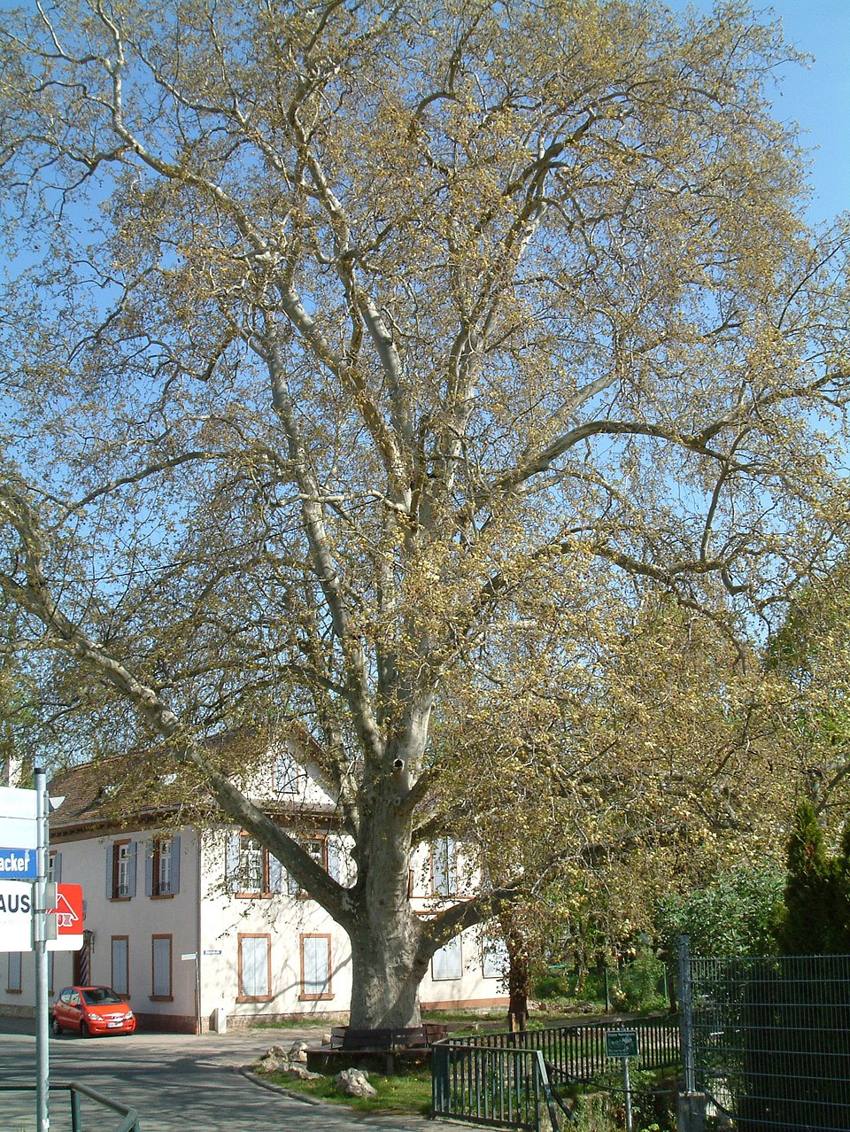 Platanus × hispanica (London Plane) (alternate view 9)