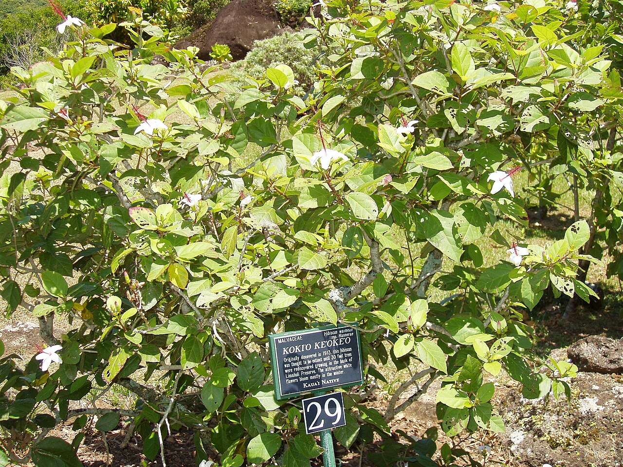 Hibiscus waimeae, Kokio keokeo — upright evergreen (Malvaceae) (image 1 of 9)