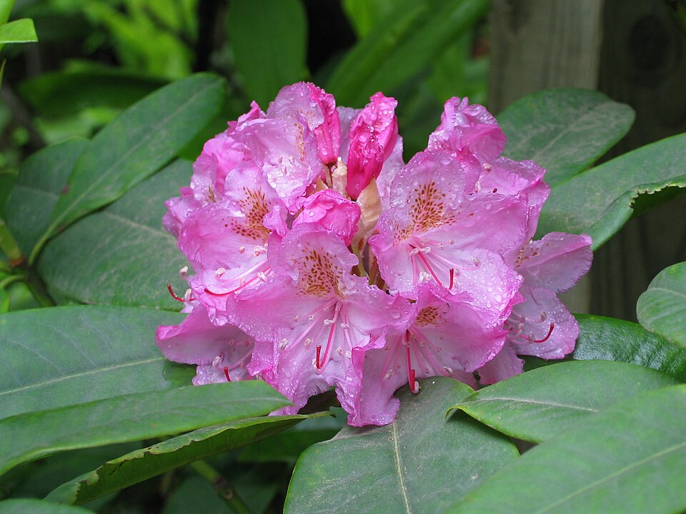 Rhododendron macrophyllum (Pacific Rhododendron) (alternate view 7)