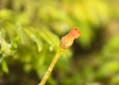 Fissidens (pocket mosses) (alternate view 2)