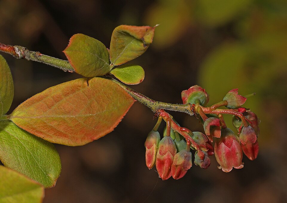 Vaccinium corymbosum (blueberry) (alternate view 8)