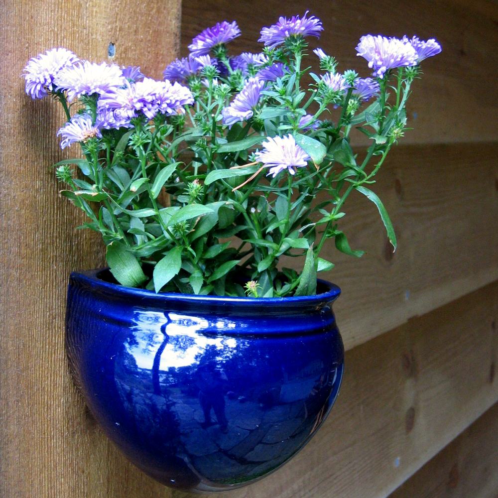 Callistephus chinensis, China aster — upright deciduous (Asteraceae) (image 9 of 10)
