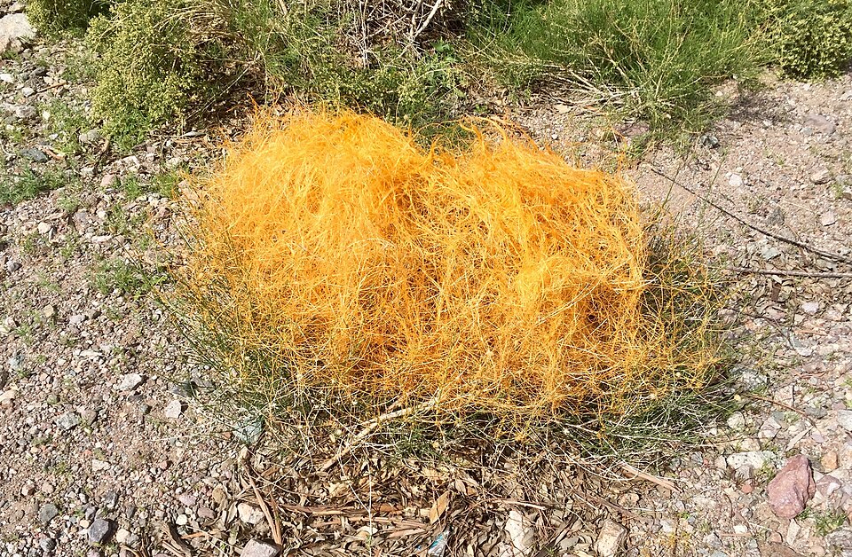Cuscuta (dodders) (alternate view 2)