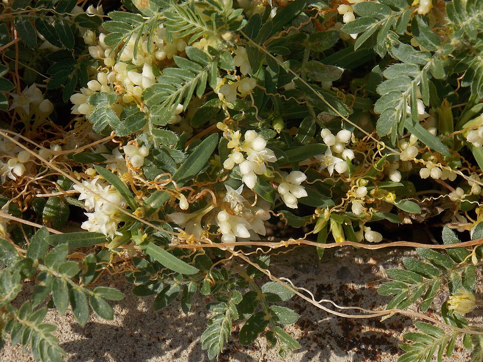 Cuscuta (dodders) (alternate view 3)