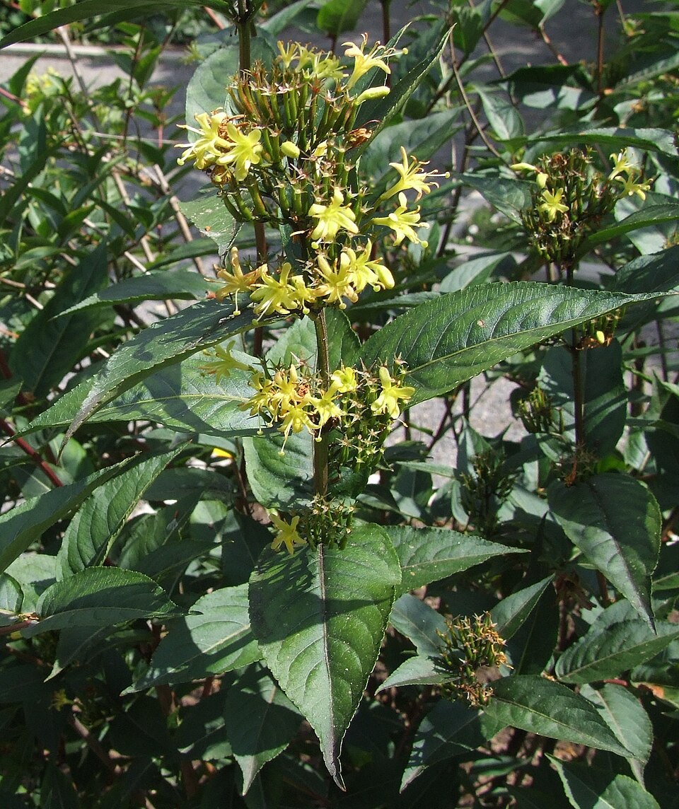 Diervilla rivularis (Bush Honeysuckle) (alternate view 3)