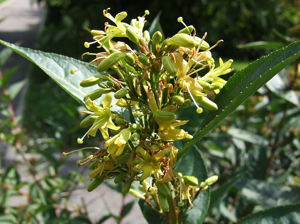 Diervilla rivularis (Bush Honeysuckle) (alternate view 4)