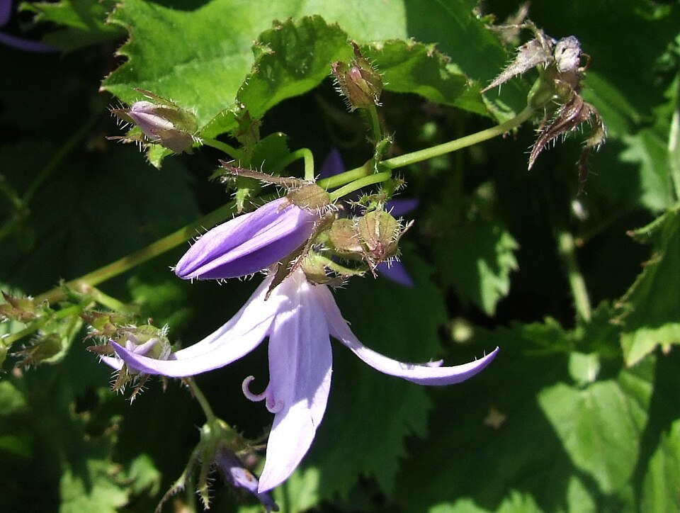 Campanula poscharskyana (Serbian Bellflower) (alternate view 9)