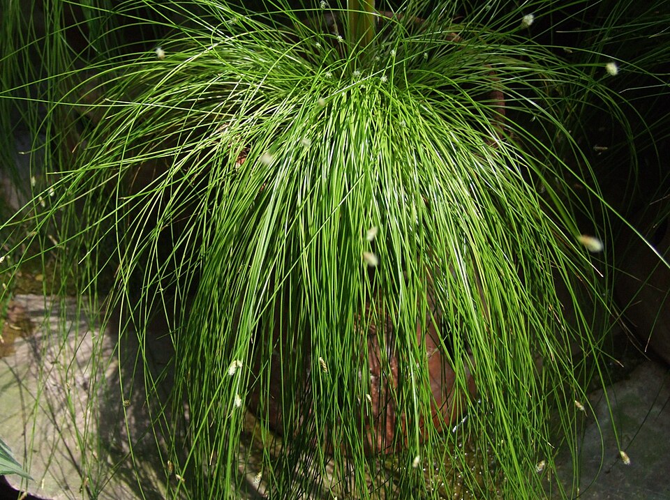 Isolepis cernua (alternate view 9)
