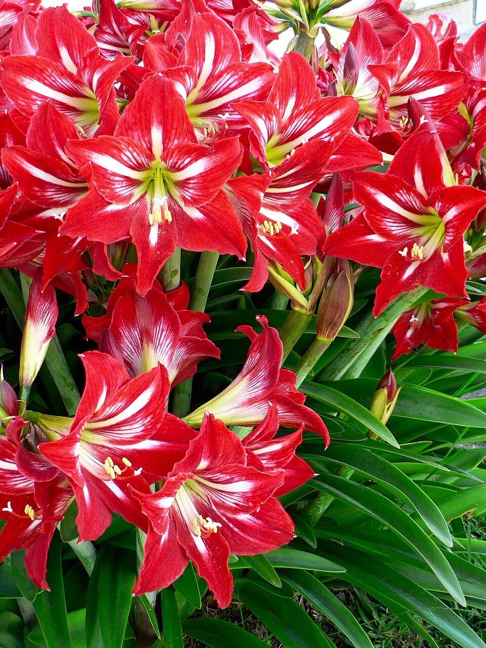 Hippeastrum × johnsonii (St Joseph's Lily) (alternate view 8)