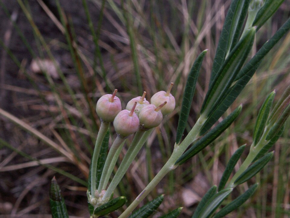 Andromeda polifolia (Bog Rosemary) (alternate view 12)