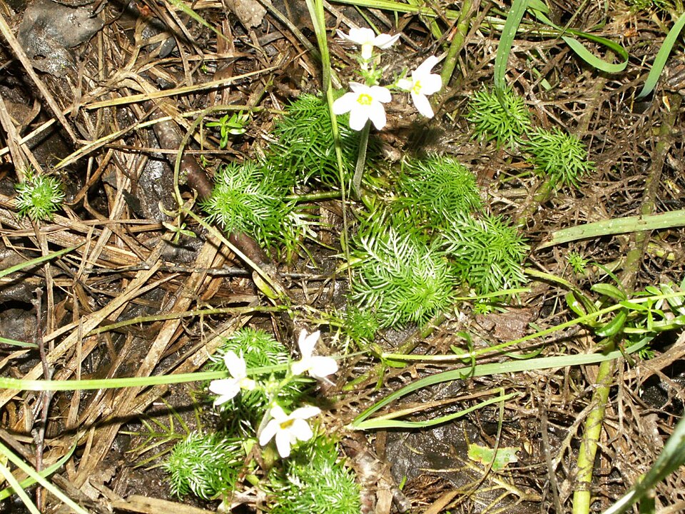 Hottonia palustris (Water Violet) (alternate view 7)