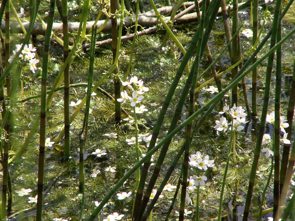 Hottonia palustris (Water Violet) (alternate view 8)
